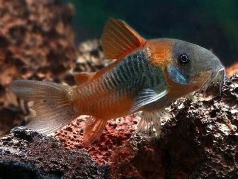 Venezuelan Corydoras (Corydoras venezuelanus): A Vibrant .